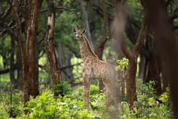 Baby giraffe in the forest