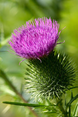 Purple bull thistle flowers in a Connecticut wetlands.