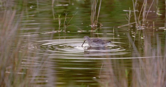 Plover wading in shallow water wetlands