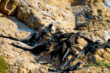 Marine Iguanas - Galapagos - Ecuador