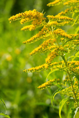 Rough leaved goldenrod flowers in a Connecticut wetland.