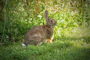 Naklejka na ściany i meble New England cottontail rabbit in South Windsor, Connecticut.