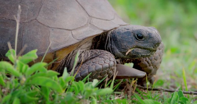 Gopher Tortoise feeding in natural grasses 