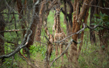Baby giraffe camouflaged in the forest