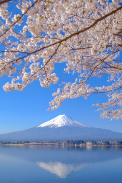 Mount Fuji with snow capped, blue sky and beautiful Cherry Blossom or pink Sakura flower tree in Spring Season at Lake kawaguchiko, Yamanashi, Japan. landmark and popular for tourist attractions © Jo Panuwat D