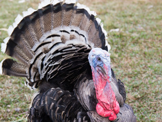 Organic Turkey farming in Rural