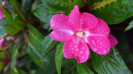 pink flower