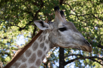 giraffe in the wild