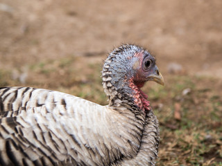 Organic Turkey farming in Rural