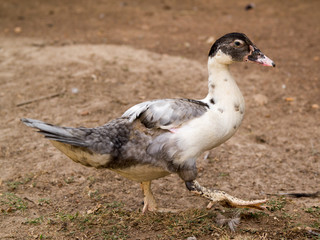 Organic Duck Farming in rural