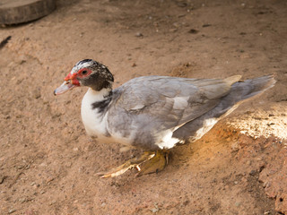 Organic Duck Farming in rural