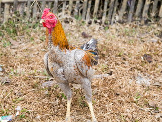Fight Cock Chicken Farming