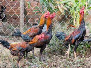 Fight Cock Chicken Farming
