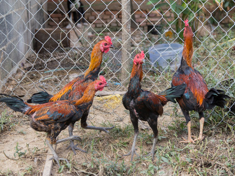 Fight Cock Chicken Farming