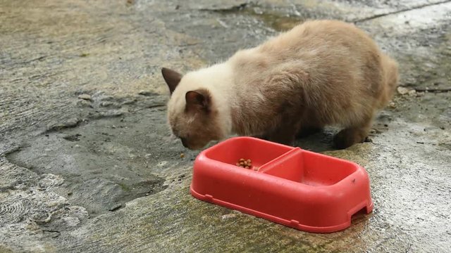 Himalayan cats enjoy their meals at the morning
