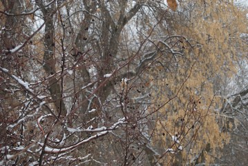 trees in winter