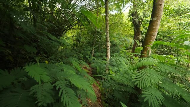 Poing of View: Walking Through Green Tropical Rainforest Jungle. 4K Slowmotion Stabilized Steadycam Wide Angle POV Natural Footage. Bali, Indonesia.
