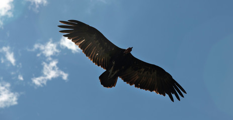 Vulture soaring in the sky