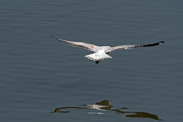 Seagull in reflections