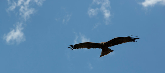 Vulture soaring in the sky