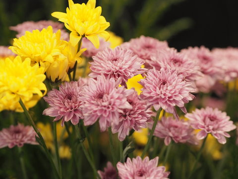 Pink Yellow Flower African DaisyTransvaal Daisy Gerbera aurantirca perennial herbs ligulate anther pollen grain