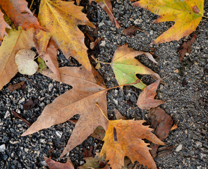 Autumn leaf fall. Yellow dry leaves on the asfalt. Colors of autumn.