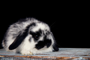 little rabbit sitting on a wooden box on a black background
