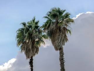 Two tops of palm trees against a cloudy sky background