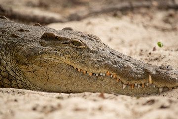 Obraz premium close up of head of crocodile