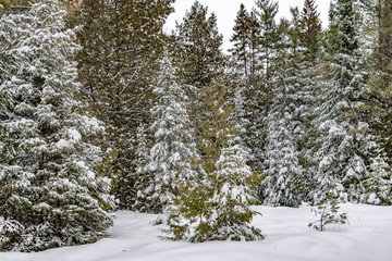 Winter Icing on the trees