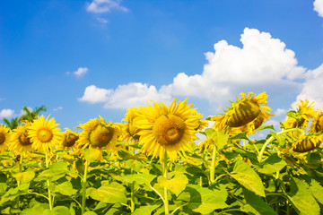Sunflower field with cloudy blue sky background