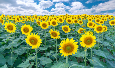 Fototapeta premium Panorama of the sunflower fields and a beautiful sky to welcome the new day of peace
