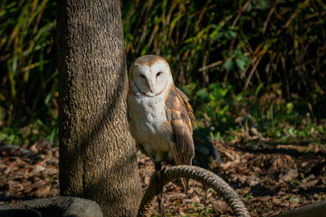 Barn owl enjoying the sun on a winter day at an animal sanctuary in Southern Oregon