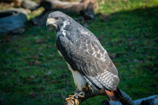 African red-tailed hawk (Angur buzzard) enjoying the sun on a warm winter day at an animal sanctuary in Southern Oregon