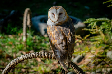 A barn owl looking straight at the camera and enjoying the sun on a warm winter day at an animal...
