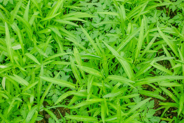 Morning glory in farm