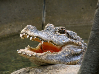 Chinese Alligator