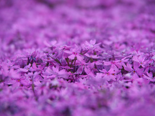 Obraz premium 芝桜
