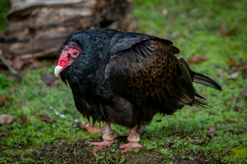 Turkey vulture standing on the ground at an animal sanctuary in Southern Oregon