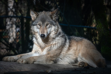Grey wolf resting on a warm winter day at an animal sanctuary in Southern Oregon