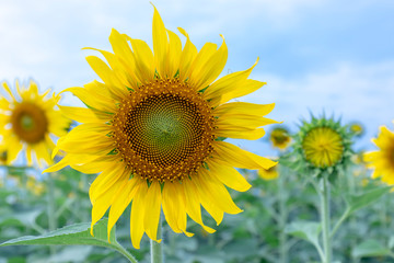 Close up of sunflower fields with blooming flowers like the sun shining in organic farms