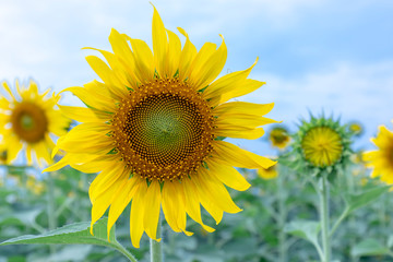 Naklejka premium Close up of sunflower fields with blooming flowers like the sun shining in organic farms