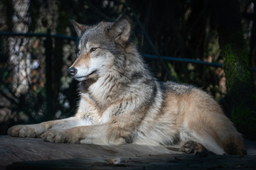 Naklejka na ściany i meble Grey wolf resting on a warm winter day at an animal sanctuary in Southern Oregon