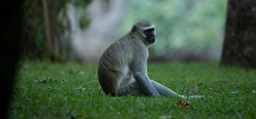 Lonely monkey