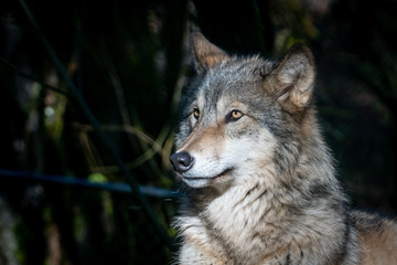 Close up of a grey wolf resting on a warm winter day at an animal sanctuary in Southern Oregon