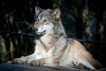 Naklejka na ściany i meble Grey Wolf resting on a warm winter day at an animal sanctuary in Southern Oregon