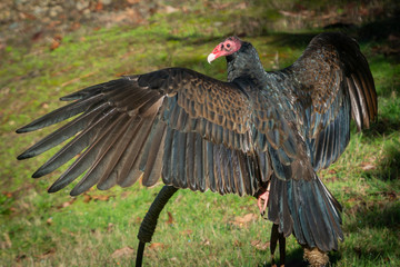 Turkey vulture warming up in the sun on a warm winter day at an animal sanctuary in Southern Oregon