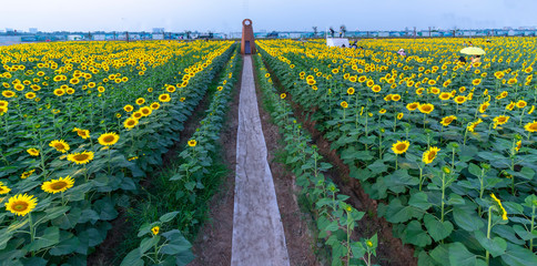 Sunflower fields and windmill decoration of gardening harmoniously harmonize beautiful and peaceful...