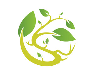 Fototapeta premium Leaf plant s 3