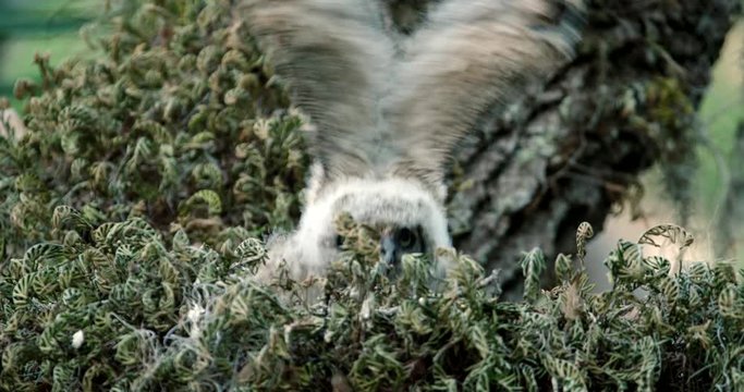 Fluffy young Great Horned Owl flapping his wings intensely as he practices flying